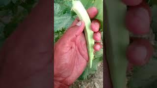 Harvesting White Ladyfinger ( Okra )bhindee .#4k #trending #satisfying #new #garden #shorts #new