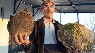 10 kiloluk turp şaşırtıyor... Görenler bir kere daha bakıyor