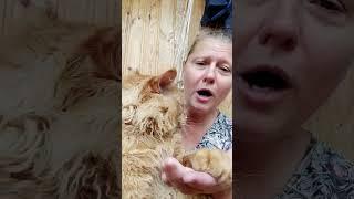 Мейн кун. Кот Джокер. Поем от души. Душевная.