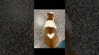 cute cats making love heart's #catlover