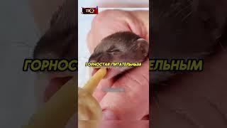 Люди спасли горностая️ #аnimals #животные