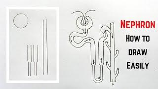 How to draw Nephron diagram Easily Step by Step