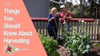 Things You Should Know About Harvesting | Vasilis Garden S3E6