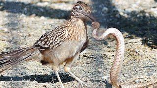 This RoadrunnerTears Poisonous SNAKES! The most severe bird of the desert!