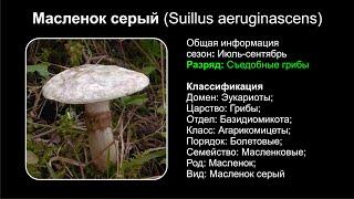 Масленок серый (Suillus aeruginascens)