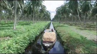 The Largest Production coconut milk SANTAN In The World  FHD