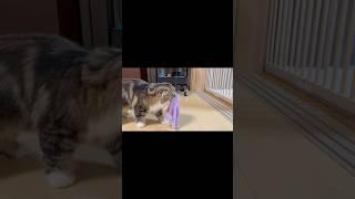 [Short] Scottish Fold kitten carrying her prey to her room. Elle video No.S252