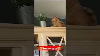 what are you doing#funny #pets #catcomedy #catvideos #cat#catshorts #funnyanimal #catlover#funnycat