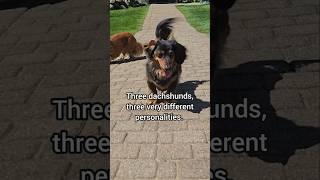 This is the true story.. 3 dachshunds.. picked to live in a house...   #dogshorts #funnydogs