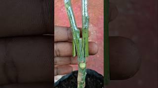 best mango grafting Technique #shortsviral #shortvideo #viral #part 337