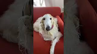 #borzoi