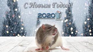 Поздравления с Новым 2020 годом!