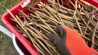 Anzündholz Trocknen | Kamin Holz #antzündhilz#kaminholz #brennholz #hobbygärtner