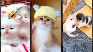 Cat videos  Kitten meowing  #FunnyCats #4757