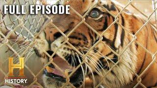 MonsterQuest: Tigers ATTACK the Suburbs (S3, E23) | Full Episode