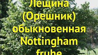 Лещина обыкновенная Ноттингем Фручтбер. Краткий обзор, описание corylus avellana Nottingham fruhe