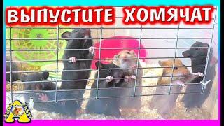 Куда переезжают Хомячата? / сирийские хомячата / Алиса Изи Петс / Alisa Easy Pets