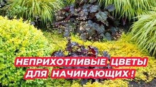 5 САМЫХ НЕПРИХОТЛИВЫХ многолетников для начинающих! Посадите эти красивые цветы в саду