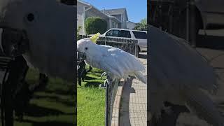 #bird #sinbad #cockatoo #birdlover