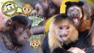 Capuchin MonkeyBoo Visits Monkey Sanctuary!