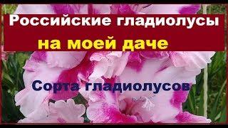 Сорта российских гладиолусов на моей даче  2019 г. Высылаю излишки. Гладиолусы  почтой.