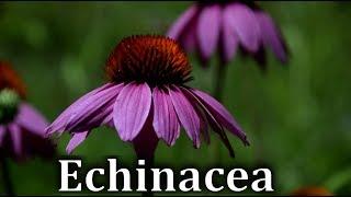 How to Identify Echinacea or Cone Flower; Echinacea purpurea - Wild Medicinal Plants