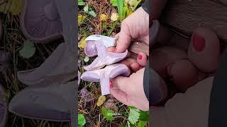 РЯДОВКА ФИОЛЕТОВАЯ. Синюха, синичка, синеножка, василек - народные названия)))