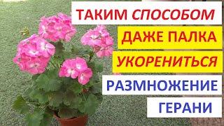 Как укоренить ГЕРАНЬ ЛУЧШИЙ СПОСОБ как черенковать пеларгонию и герань и размножить черенками