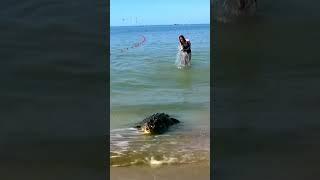 Crocodile on the beach... Russia. The Black Sea.