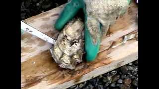 Recreational Shellfish Harvest