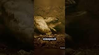 Безжалостный барсук атакует совиное гнездо, но… что это за звук?!  #факты