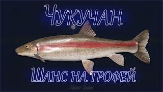 ЧУКУЧАН - Точка клёва с шансом на трофей!  РР4