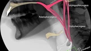 laryngeal traction and UES opening