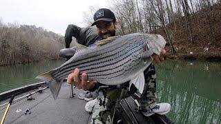 4 MONSTER STRIPE Bass! Lewis Smith Lake Stripe! Lucas Black Fishing!