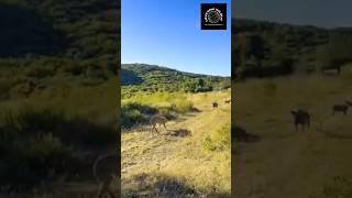 Angry Warthog attacks Cheetahs in Epic Wildlife Encounter #epicwildlife