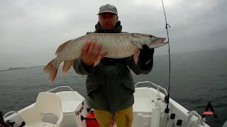 LIVEBISS Hechtangeln mit Gummifisch am Haringvliet, Holland