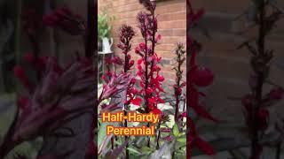 My secret garden quest 122 #lobelia