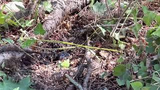 Ground Hornet Nests, How Arborists Kill Wasps Fast!