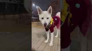 모델견 유백설?!‍️