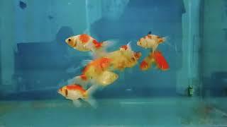 ORANDA GOLDFISH  (RPL Aquatics)