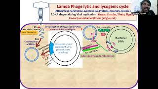 Lamda Phage Virus lytic and lysogenic cycle:  Prophage, Cos sites, Concatamers