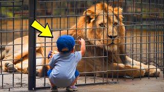 The child stopped next to the lion, and a second later, something amazing happened!