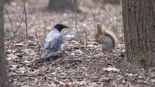 Две белки и ворона. Зарисовка / Two squirrels and a crow. The sketch