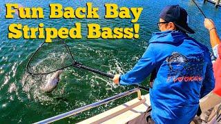 Back Bay Striped Bass are Fun Catching! | F-N Fishing Charters