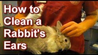 How to Clean a Rabbit's Ears - Tai Wai Small Animal & Exotic Veterinary Hospital