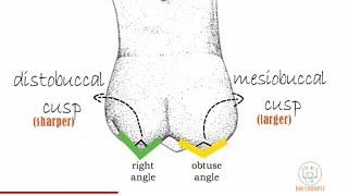 Permanent Maxillary 1st molar - Part 1