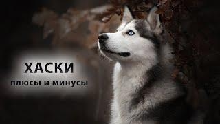 ХАСКИ. Плюсы и минусы Husky