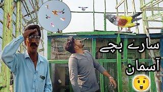 بازی کی تیاریاں شروع  Apna Shok apni pachan - Nasir pigeon club