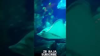 Deep Hull fish 25