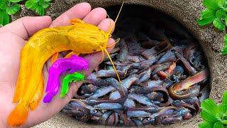 FISHING VIDEO | Catching Colorful Catfish In Cave, Zebrafish, Guppies, Turtles, Frogs, Arowana Fish